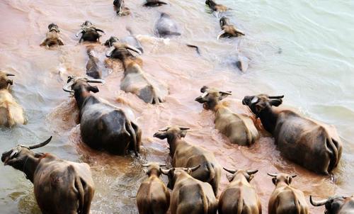 震撼！四川蓬安上演“百牛渡江”生态奇观