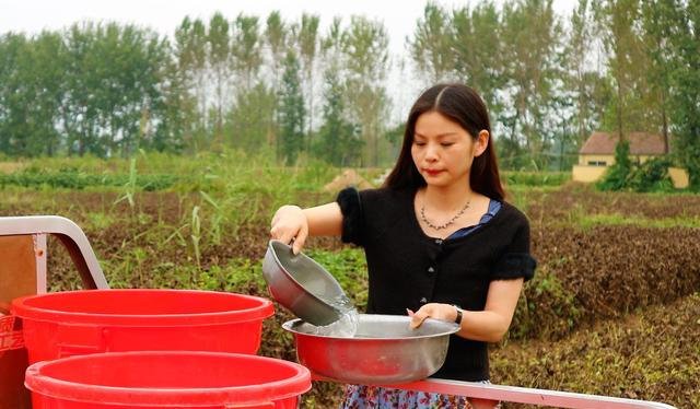 曾经滞销的大白菜，许多农民放弃种植，为什么他愿意继续种植