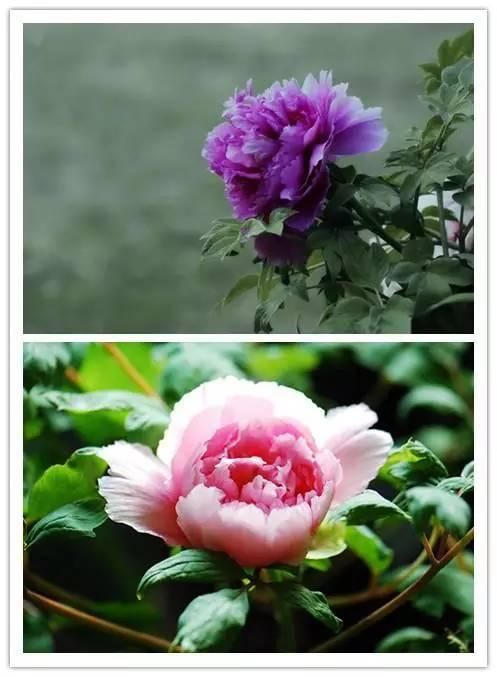 在诗词中绽放的十大名花！你喜欢哪种？