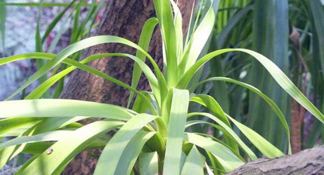  『龙血树』常见的几种龙血树属植物,特容易混淆,还容易被误以为是竹子