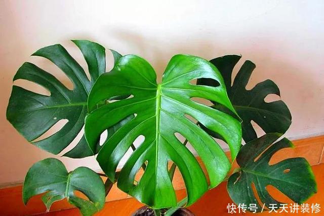 想到的植物@亲朋好友搬家顺手送几盆花,不俗气很用心,成本低性价比高