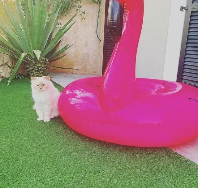  『Choupette』时尚教父“老佛爷”生前养的这只猫，有多幸运就有多难过