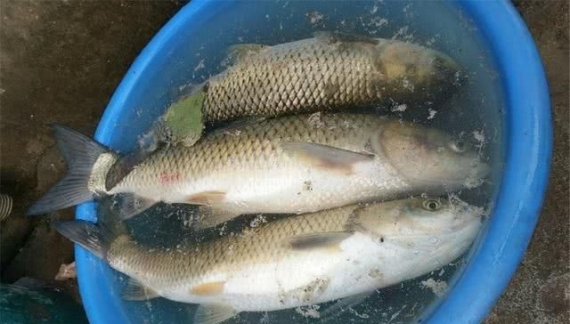  「草鱼」春季钓草鱼，你需要一款给力的窝料，这个配方来助你，别错过