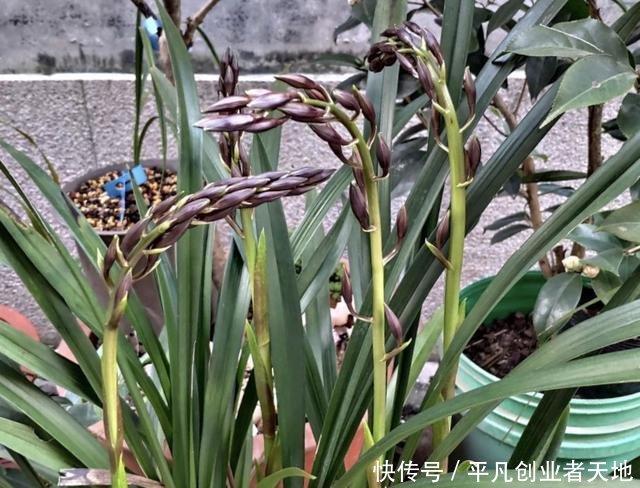 花箭@养兰花,“2懒1勤”别规矩,新芽冒不停,花箭“半米高”