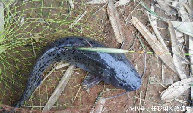  【捕获到】它比刀鱼更珍贵，被誉为“淡水鱼之王”，被误当鲶鱼