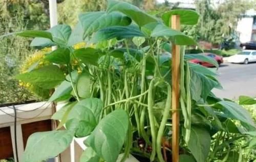  【盆栽】阳台养花太常见怎么办？就居家盆栽蔬菜，满足3点吃上健康美味