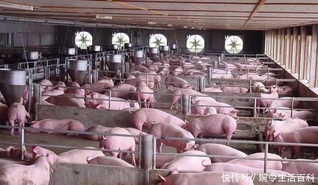  「养殖场」国家取消农村养猪禁令，农民可以像过去那样建养殖场