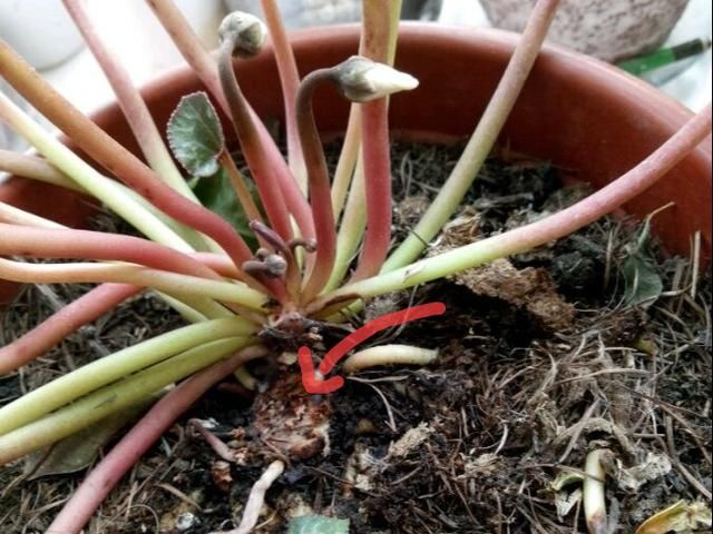  「烂根」天热了，8种花不能乱浇水，小心浇完就死