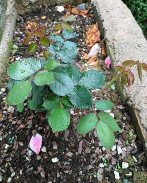 预防：月季花最怕白粉病，赶紧学几招，趁早做预防，小心剩下枯树枝