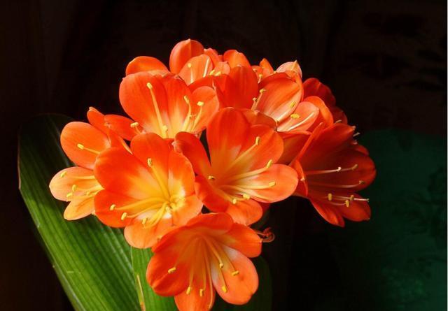  『家里』适合养在家里的3种花，花色艳丽花期长，家里养一盆，观赏价值高