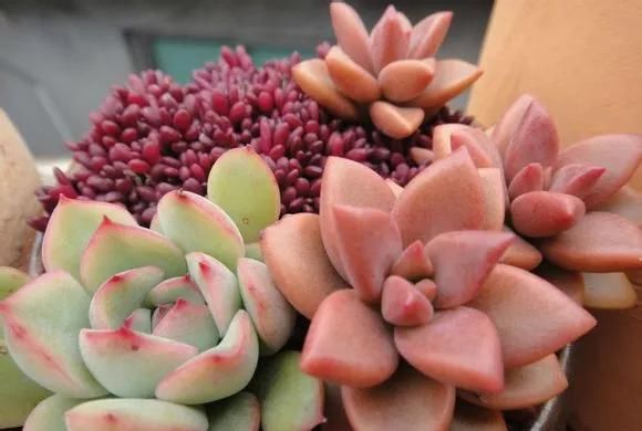  [技巧]多肉养的胖嘟嘟，关键在浇水上，学学浇水小技巧，多肉长爆盆