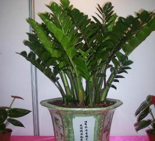 #富贵#养花养出好寓意,“4种花”别错过,招财进宝、平安富贵,好养活