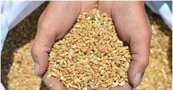  「危机」未来农村将出现四个危机！作为农民的你将作何打算？