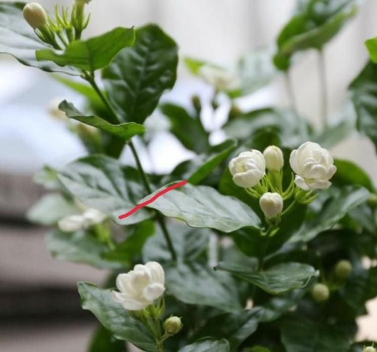  「铜钱草」3种花“越剪越旺”，剪成秃头，一个月大变样，叶子油绿、繁茂！