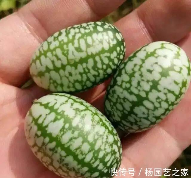个头:一种迷你西瓜个头小,口感爽脆一口一个,养在阳台周期短,可种!