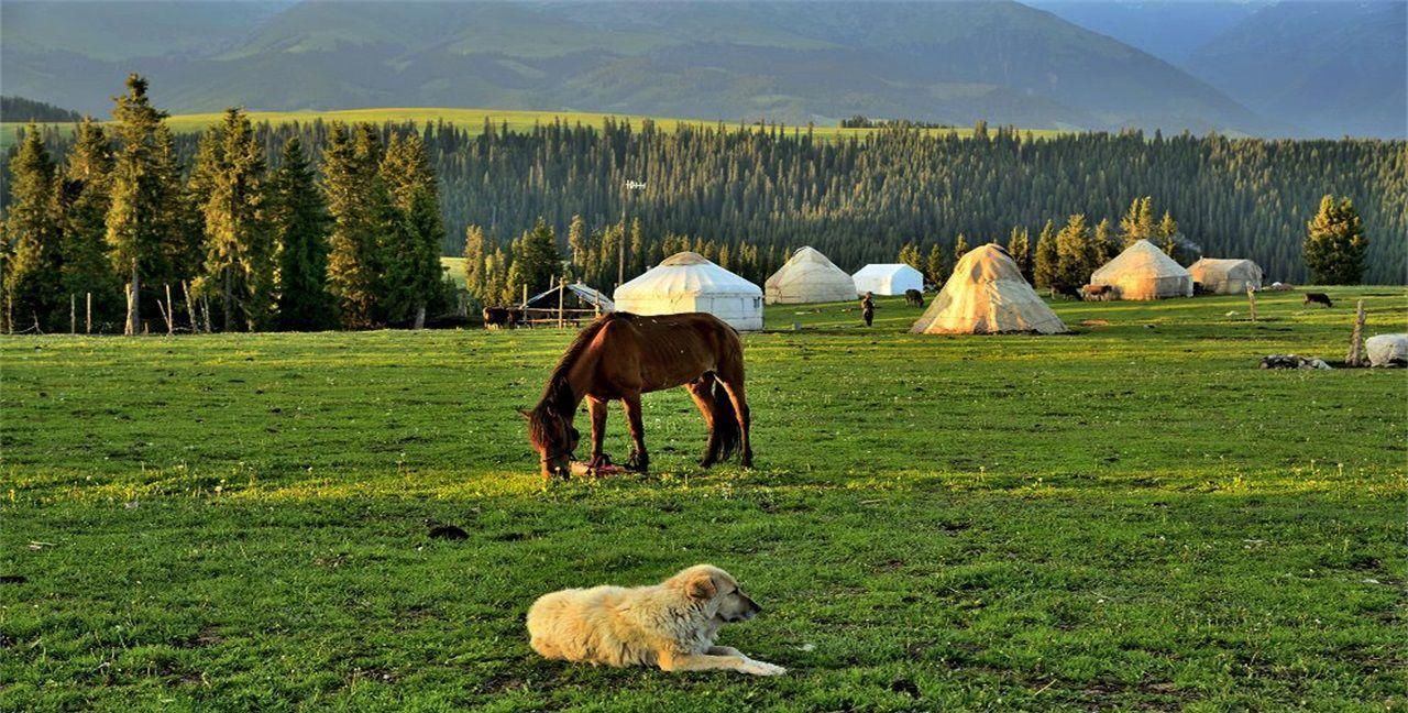 为什么大草原上只有草，而没有大树呢？看完才明白
