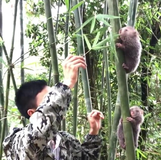  提前|农村小伙竹林里套养的“它”50元一斤还得提前订购，年赚十