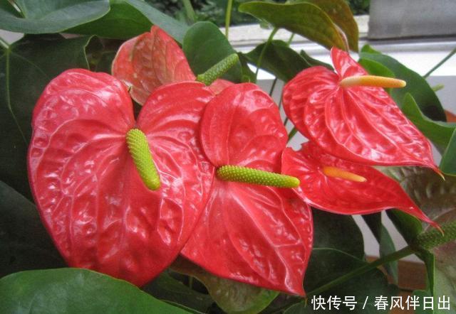  「变化」季节变化，养花也要变化，3种花夏天一定不能少，好养易活能爆盆