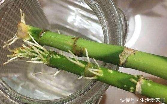 #吸收水分#家养植物烂根黄叶?不要慌,用2种''常见药''抢救,见效真快