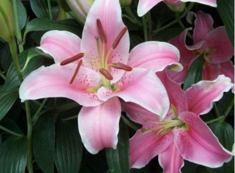 『花苞』养花养这几款,叶片肥厚,花朵清新优雅,花苞突突往外冒