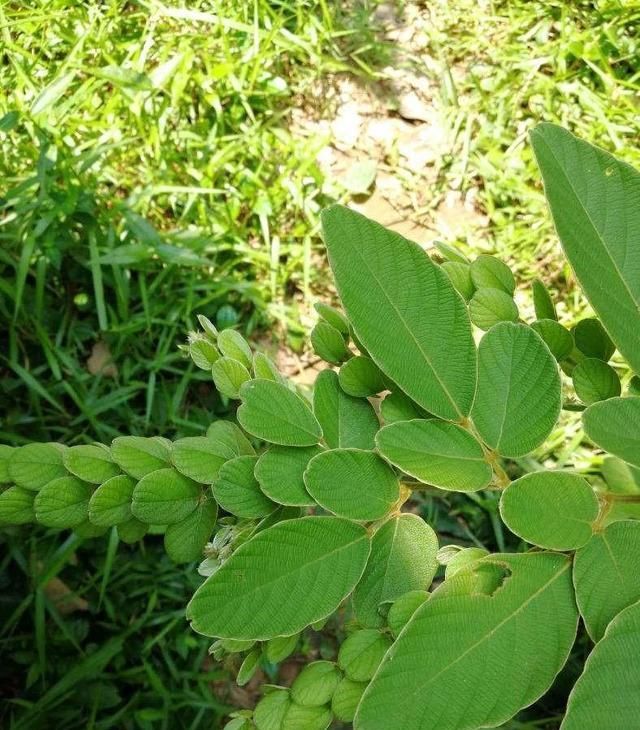  寓意■山里一种野草寓意好，自带“招财”好彩头，价值高见到别破坏