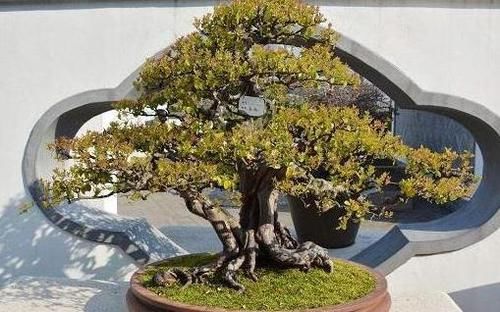  『值钱』当“传家宝”的2种花，养在阳台、客厅，2年后，比“黄杨树”值钱