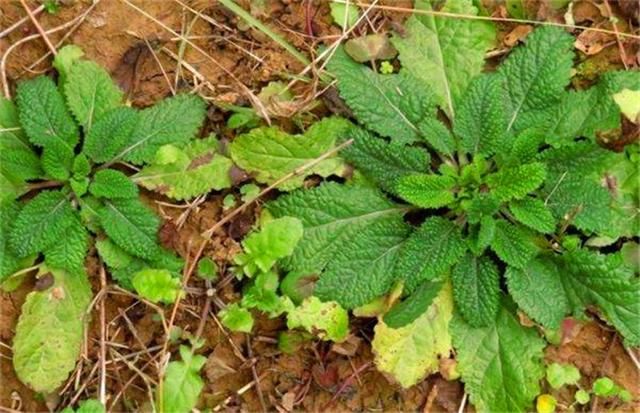 农村的这种杂草，叶子上都是小疙瘩，却被誉为“全能草”