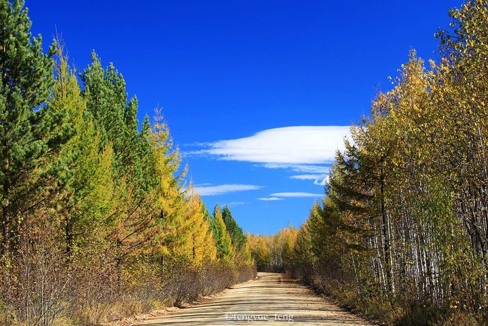 大兴安岭特大火灾澳洲火灾