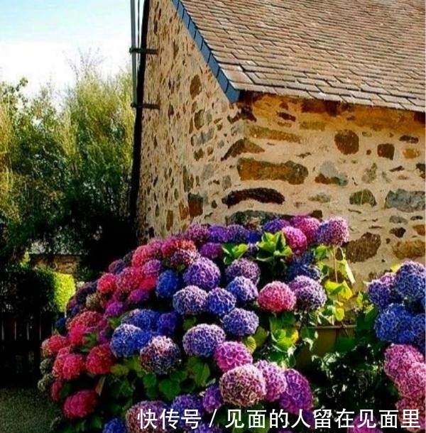  品种|欧洲庭院很常见，被误认为是欧洲花卉，其实它是中国本土花卉