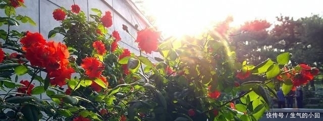 爆花@藤本月季“爆花”进行时,笋芽萌发,如何施肥?