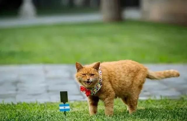 神预测世界杯的故宫猫去世了,带走它的猫血栓