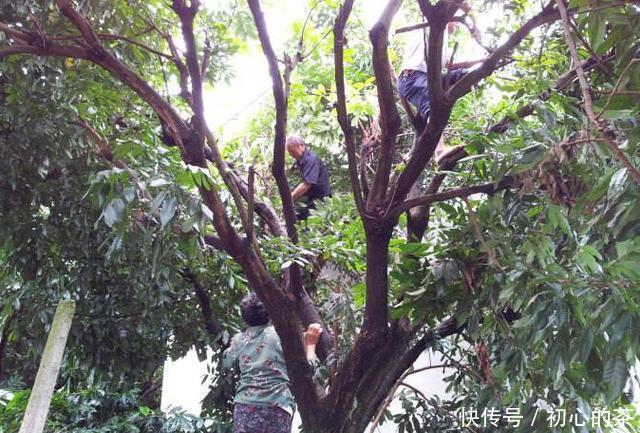 六旬老人偷爬树采杨梅坠亡,家属向景区索赔60万:树太容易爬