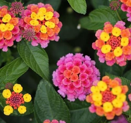 「开爆」庭院选这几款花,耐寒易打理,花美色艳,花儿轻松开爆盆