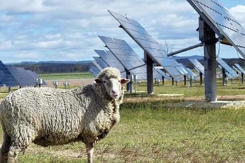  解决■一个困扰美俄的问题，中国放了几千只羊，世界性难题就这