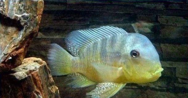  #水族市场上#美洲慈鲷之美，您细品