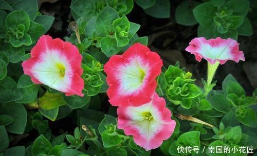  木槿花@3种小众花，养殖的人不多，开花多、花期长，仙气十足！