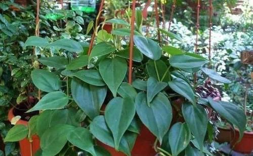  『居家』推荐居家办公9种耐阴植物，简单又好养，看看你喜欢的？