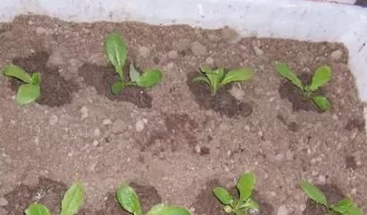  「种菜」在阳台花盆里种水果，果树下面种菜，收获好意外