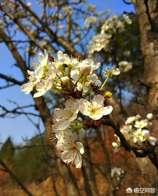 春天来了,说一说描写梨花的诗句?
