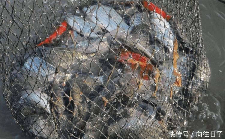  [新造]鱼哭死了，义乌新造“自动吸鱼器”，一扔一收，天天喝不