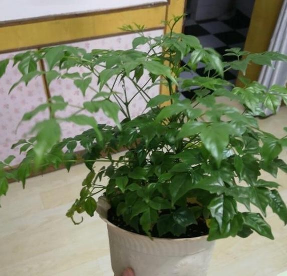  [幸福树]客厅盆栽幸福树好看又好养，净化效果堪比机器，对家人健康有益