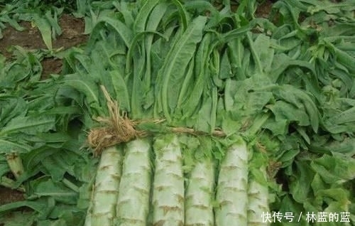  『食物』天然的“胶原蛋白”食物，女人经常吃一点，皮肤光滑有弹性