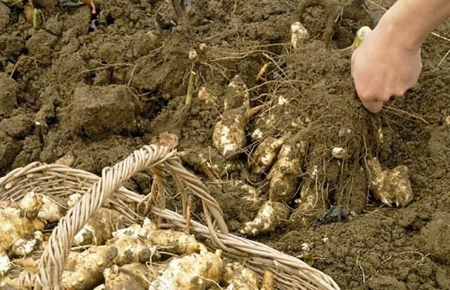  冬天|农村最省钱的一种菜，往墙角种上几颗，就够全家人吃一整个