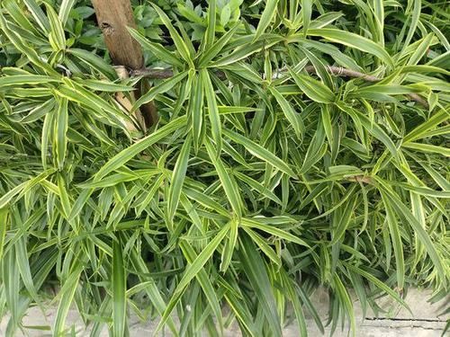 室内：装修新房子，适合养这6种植物，净化空气，增加室内湿度去甲醛