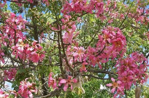  「看过」美丽异木棉的花朵见得多了，可你看过它的果实么？