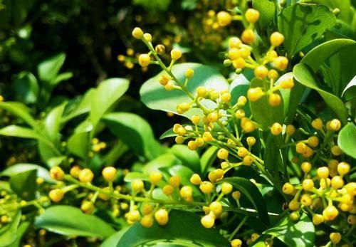  『花苞』家养“米兰花”，做好三个前奏，枝繁叶茂，开花数量多！