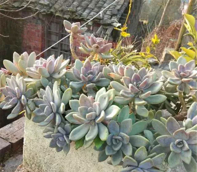 #种多肉植物#多年前,这种“多肉”在农村“成灾”,皮实爆盆快,是麻雀的最爱