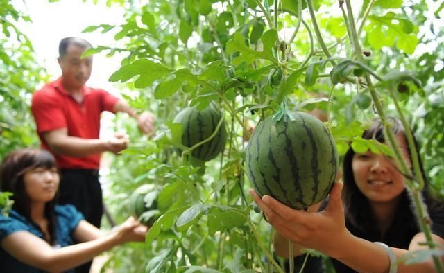 农村有哪些比较好的致富门路呢？几个适合在农村的创业项目！