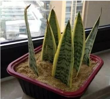 植物|不用花一分钱,这些植物一片叶子就能长满整个花园!