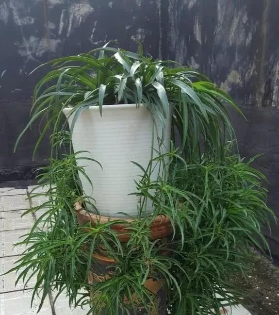  巴掌：养花就像割韭菜，割一茬冒新芽，叶子长得巴掌大！